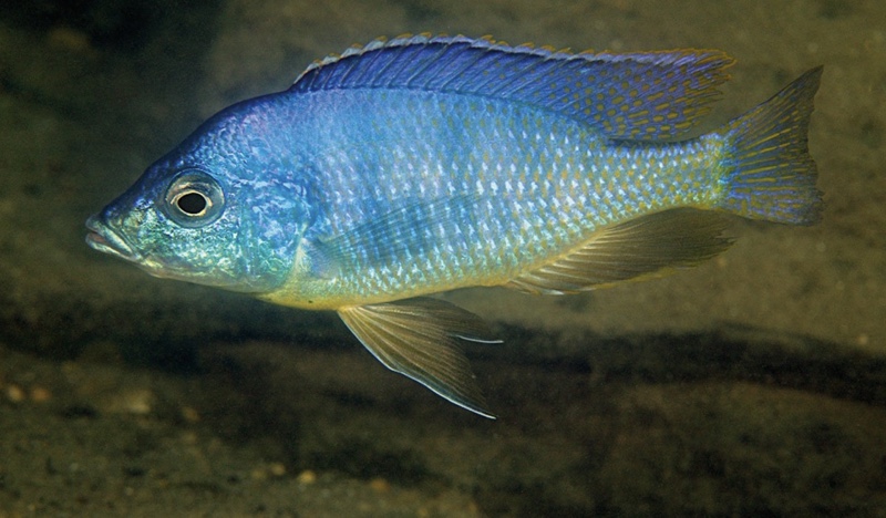 Mylochromis mola 'Maleri Island'